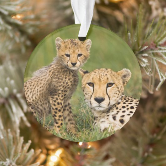 Jonge jachtluipaard en moeder in het gras ornament (Boom)