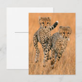 Jonge jachtluipaarden (Acinonyx Jubatus) hardlopen Briefkaart (Voorkant / Achterkant)