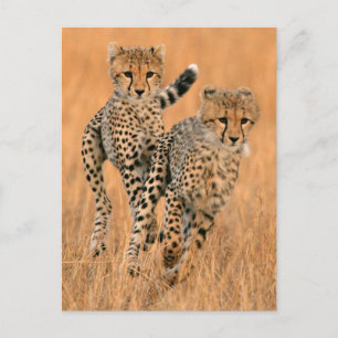 Jonge jachtluipaarden (Acinonyx Jubatus) hardlopen Briefkaart
