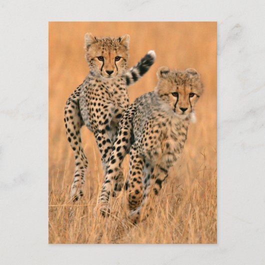 Jonge jachtluipaarden (Acinonyx Jubatus) hardlopen Briefkaart (Voorkant)