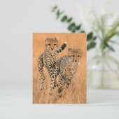 Jonge jachtluipaarden (Acinonyx Jubatus) hardlopen Briefkaart (Staand voorkant)