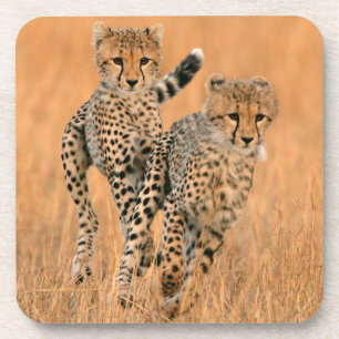 Jonge jachtluipaarden (Acinonyx Jubatus) hardlopen Onderzetter