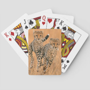 Jonge jachtluipaarden (Acinonyx Jubatus) hardlopen Pokerkaarten