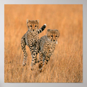 Jonge jachtluipaarden (Acinonyx Jubatus) hardlopen Poster