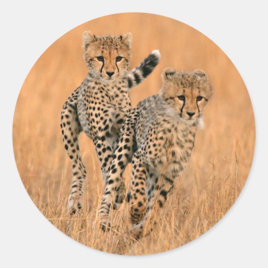 Jonge jachtluipaarden (Acinonyx Jubatus) hardlopen Ronde Sticker (Voorkant)