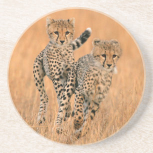 Jonge jachtluipaarden (Acinonyx Jubatus) hardlopen Zandsteen Onderzetter