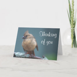 Jonge kardinaalfoto kaart