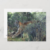 jonge kat, centraal-Oregon Briefkaart (Voorkant / Achterkant)