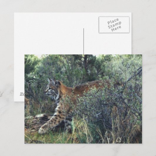 jonge kat, centraal-Oregon Briefkaart (Voorkant / Achterkant)