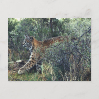 jonge kat, centraal-Oregon Briefkaart