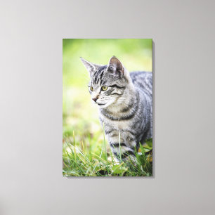 Jonge kat in natuur canvas afdruk