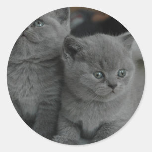 jonge katje huisdier spinnen miauwen poesje schatt ronde sticker