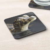 Jonge kayman in water met reflectie bier onderzetter (Linkerzijde)