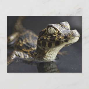 Jonge kayman in water met reflectie briefkaart