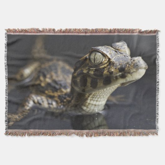 Jonge kayman in water met reflectie deken (Voorkant)