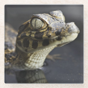 Jonge kayman in water met reflectie glazen onderzetter