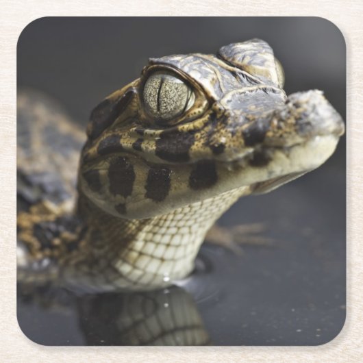 Jonge kayman in water met reflectie kartonnen onderzetters (Voorkant)