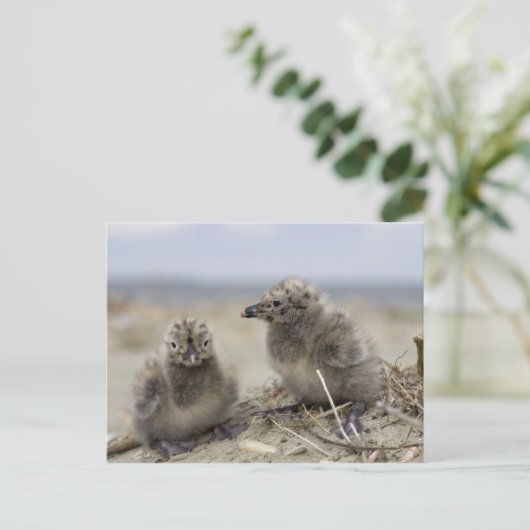 Jonge kip briefkaart (Staand voorkant)