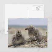 Jonge kip briefkaart (Voorkant / Achterkant)