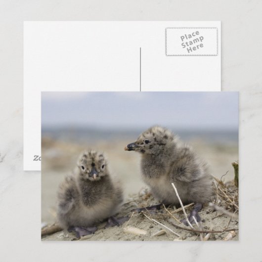 Jonge kip briefkaart (Voorkant / Achterkant)