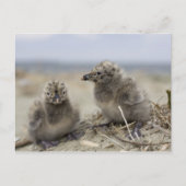 Jonge kip briefkaart (Voorkant)