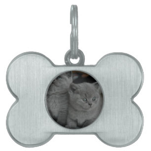 Jonge kitten Pet Purr Meow kat Leuke kat Huisdieren Naamplaatje