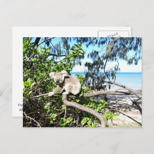 Jonge koala in een boom op het strand briefkaart (Voorkant / Achterkant)