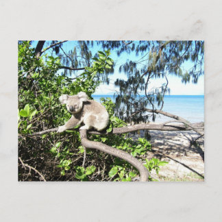 Jonge koala in een boom op het strand briefkaart