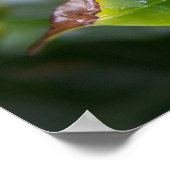 Jonge Koffieplant Poster (Hoek)