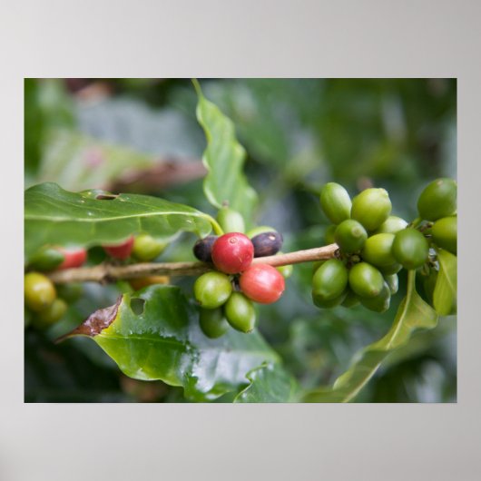 Jonge Koffieplant Poster (Voorkant)