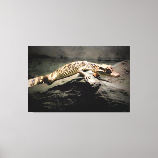 Jonge Krokodil op een Rots Canvas Afdruk (Voorkant)
