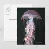 Jonge kwallen, Chrysaora (Pelagia) Briefkaart (Voorkant / Achterkant)