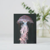 Jonge kwallen, Chrysaora (Pelagia) Briefkaart (Staand voorkant)