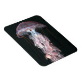 Jonge kwallen, Chrysaora (Pelagia) Magneet (Rechterzijde)