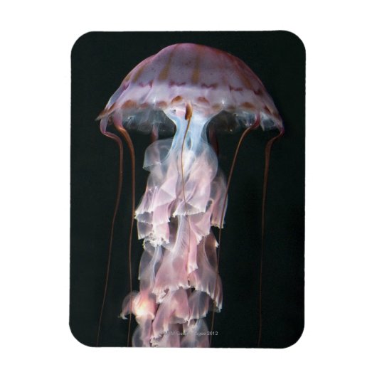 Jonge kwallen, Chrysaora (Pelagia) Magneet (Verticaal)