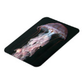 Jonge kwallen, Chrysaora (Pelagia) Magneet (Linkerzijde)