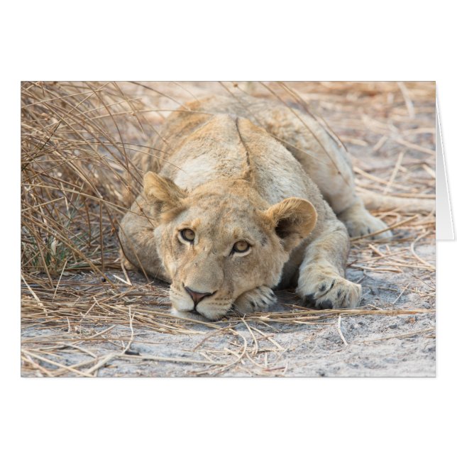 Jonge leeuw (Voorkant Horizontaal)