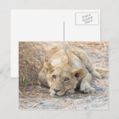 Jonge leeuw briefkaart (Voorkant / Achterkant)