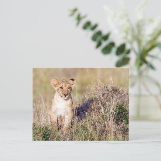 Jonge leeuw briefkaart (Staand voorkant)