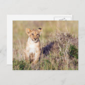 Jonge leeuw briefkaart (Voorkant / Achterkant)