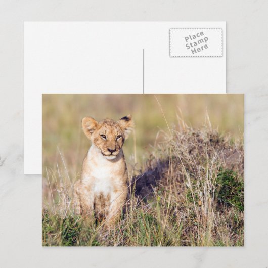 Jonge leeuw briefkaart (Voorkant / Achterkant)