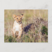 Jonge leeuw briefkaart (Voorkant)