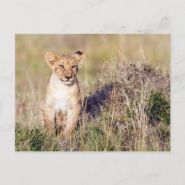 Jonge leeuw briefkaart