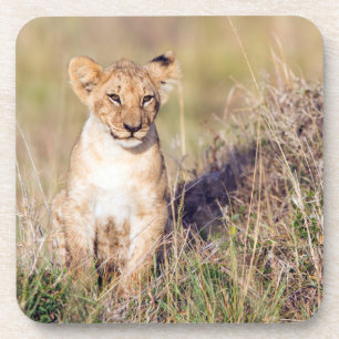 Jonge leeuw drankjes onderzetter