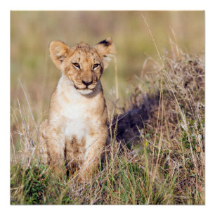 Jonge leeuw perfect poster