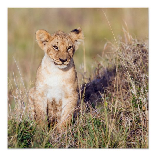 Jonge leeuw perfect poster (Voorkant)