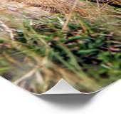 Jonge leeuw perfect poster (Hoek)