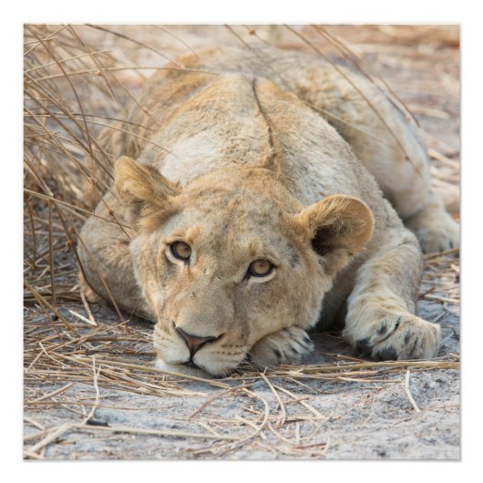 Jonge leeuw perfect poster (Voorkant)