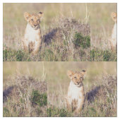 Jonge leeuw stof (Close Up)