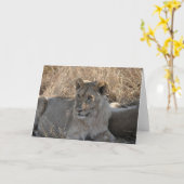 Jonge Leeuw, Tanzania Kaart (Gele Bloem)